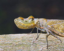 Peanuthead Bug / Lantern fly {Fulgora / Laternaria laternaria} Brazil