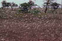 African Migratory Locusts {Locusta migratoria} flying in a swarm, Senegal, West Africa
