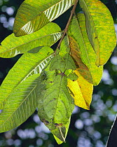 Leaf Insect {Phyllium pulchrifolium} camouflaged as leaf, Malaysia