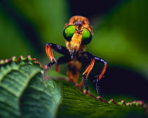 Chinese King Robber Fly {Cophinopoda chinensis / oldroydi} Shiga, Japan
