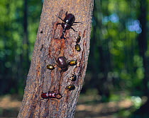 Beetles including Japanese Horned Beetle {Allomyrina dichotomus}, Stag Beetle, etc. gathering on tree bark to feed on sap, Shiga, Japan