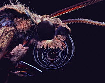 Moth {Xanthopan morgani praedicta} close-up of mouthparts, antennae and probosis, Madagascar