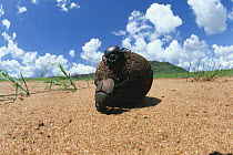 Pair of Dung beetles {Kheper playnotus} rolling a brooding dung ball, male pushing, female riding on top of the ball, Kenya