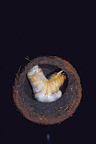 Dung-ball beetle larva (final stage) {Kheper playnotus} inside dung ball, Kenya