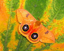 Moon moth {Automeris sp} display showing eyespots on its underwings, Costa Rica