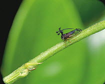Treehopper {Bocydium globulare} rainforest, South America