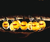 Honeypot Ants storing honey in their abdomen {Myrmecocystus sp} Australia