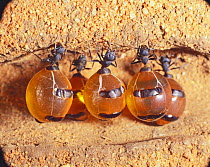 Honeypot Ants storing honey in their abdomen {Myrmecocystus sp} Australia