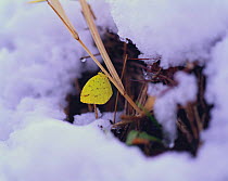 Common Grass Yellow butterfly {Eurema hecabe} over winteringi in snow, Shiga, Japan