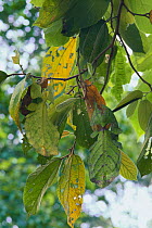 Two Leaf Insects {Phyllium pulchrifolium} camouflaged as tree leaves, Malaysia