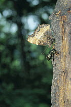 Yellow-legged Tortoiseshell butterfly {Nymphalis xanthomelas japonica} excretion sequence 1/2, Shiga, Japan, with beetle alongside.