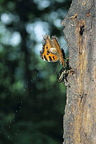 Yellow-legged Tortoiseshell butterfly {Nymphalis xanthomelas japonica} excretion sequence 2/2, Shiga, Japan, with beetle alongside.
