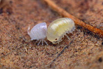 Pillbug / Pill Woodlouse {Armadillidium vulgare} first moult after hatching, Tokyo, Japan