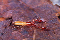 False scorpion {Pararoncus japonicus} (4mm) Japan