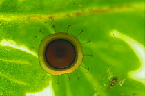 Freshwater Bryozoan {Pectinatella magnifica}