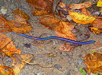 Earthworm {Metaphire sieboldi} male out of the ground (30cm), Kumamoto, Japan