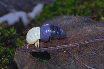 Pillbug / Pill Woodlouse {Armadillidium vulgare} shedding skin, sequence 2/3, Tokyo, Japan