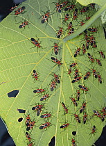 Swarm of Cotton Stainer bugs {Dysdercus philippinus} on leaf of Parasol Leaf Tree, Okinawa, Japan