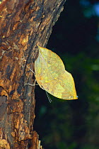 Dead Leaf Butterfly {Kallima inachus eucerca}  flapping its wing, sequence 1/2, Okinawa, Japan