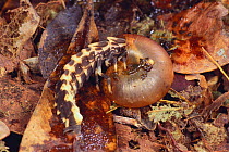 Firefly larva {Lychnuris atripennis} preying on a spiral shell on the ground, Okinawa, Japan