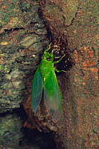Cicada {Baeturia kuroiwae} female emerging from chrysalis, Okinawa, Japan