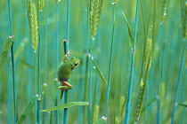 Japanese Tree Frog {Hyla japonica} clinging to stalks of oat, Japan