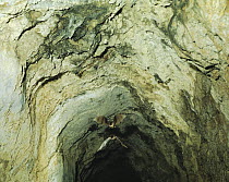 Two Greater Horseshoe Bats {Rhinolophus ferrumequinum} flying out of a cave, Japan