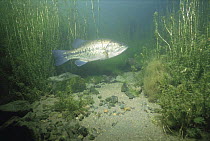 Black / Large mouthed Bass {Micropterus salmoides} protecting eggs,
