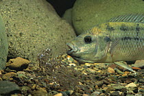 Mozambique Tilapia raising young in its mouth {Oreochromis mossambicus} captive