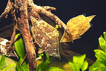 Leaffish / South American Leaf Fish {Monocirrhus polyacanthus} simulating fallen leaves underwater, captive