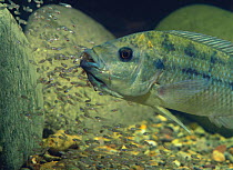 Mozambique Tilapia {Oreochromis mossambicus} raising youngs in its mouth, captive