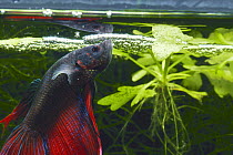 Siamese Fighting Fish {Betta splendens} making a foam nest of bubbles to attract female to lay eggs in, captive