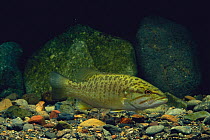 Smallmouth Bass {Micropterus dolomieu} Nagano, Japan