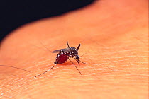 Asian Tiger Mosquito {Aedes albopictus} after sucking blood, Japan