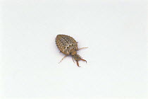 Antlion {Hagenomyia micans} larva, Japan