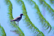 Grey-headed Lapwing {Vanellus cinereus} in a rice field, Aichi, Japan
