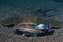 Blackmouth Angler {Lophiomus setigerus} preying upon a small fish
