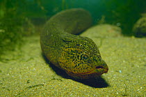Ricefield / Asian Swamp Eel {Monopterus albus} Japan