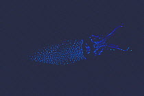 Luminescent Dwarf Squid {Watasenia scintillans} glowing underwater in dark