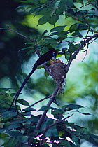 Japanese Paradise Flycatcher {Terpsiphone atrocaudata} male at nest with chicks, Saitama, Japan