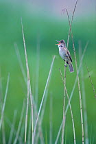 Great Reed Warbler {Acrocephalus arundinaceus} singing, Saitama, Japan