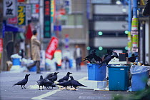 Large-billed / Jungle Crows {Corvus macrorhynchos} scavenging from rubbish bins in the morning, Tokyo, Japan