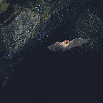 Greater Horseshoe Bat {Rhinolophus ferrumequinum} flying in a cave, Mt Fuji, Yamanashi, Japan