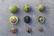 Fruit of various walnut species {Juglans  ailantifolia} (left), {Pterocarya rhoifolia}(middle), and {Juglans regia var. orientis} (right) Japan