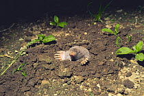 Lesser Japanese Mole {Talpa / Mogera imaizumii} emerging from the ground, Japan