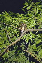 Japanese Giant Flying Squirrel {Petaurista leucogenys} feeding on Sawtooth Oak leaves {Quercus acutissima} Japan