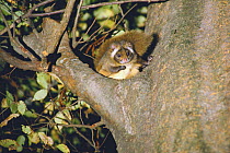 Japanese Giant Flying Squirrel {Petaurista leucogenys} in tree, Yamanashi, Japan
