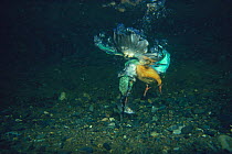 Common Kingfisher {Alcedo atthis} diving into water to prey on fish {Pseudorasbora parva} Yamanashi, Japan