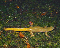 Oita Salamander {Hynobius dunni} male, Oita, Japan