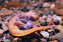 Clouded Salamander {Hynobius nebulosus} releasing sperm and holding eggs, Shimane, Japan